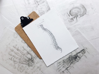 A clipboard with a drawing of a spine lies atop sketches of human anatomy, including a hand, foot, and skull.