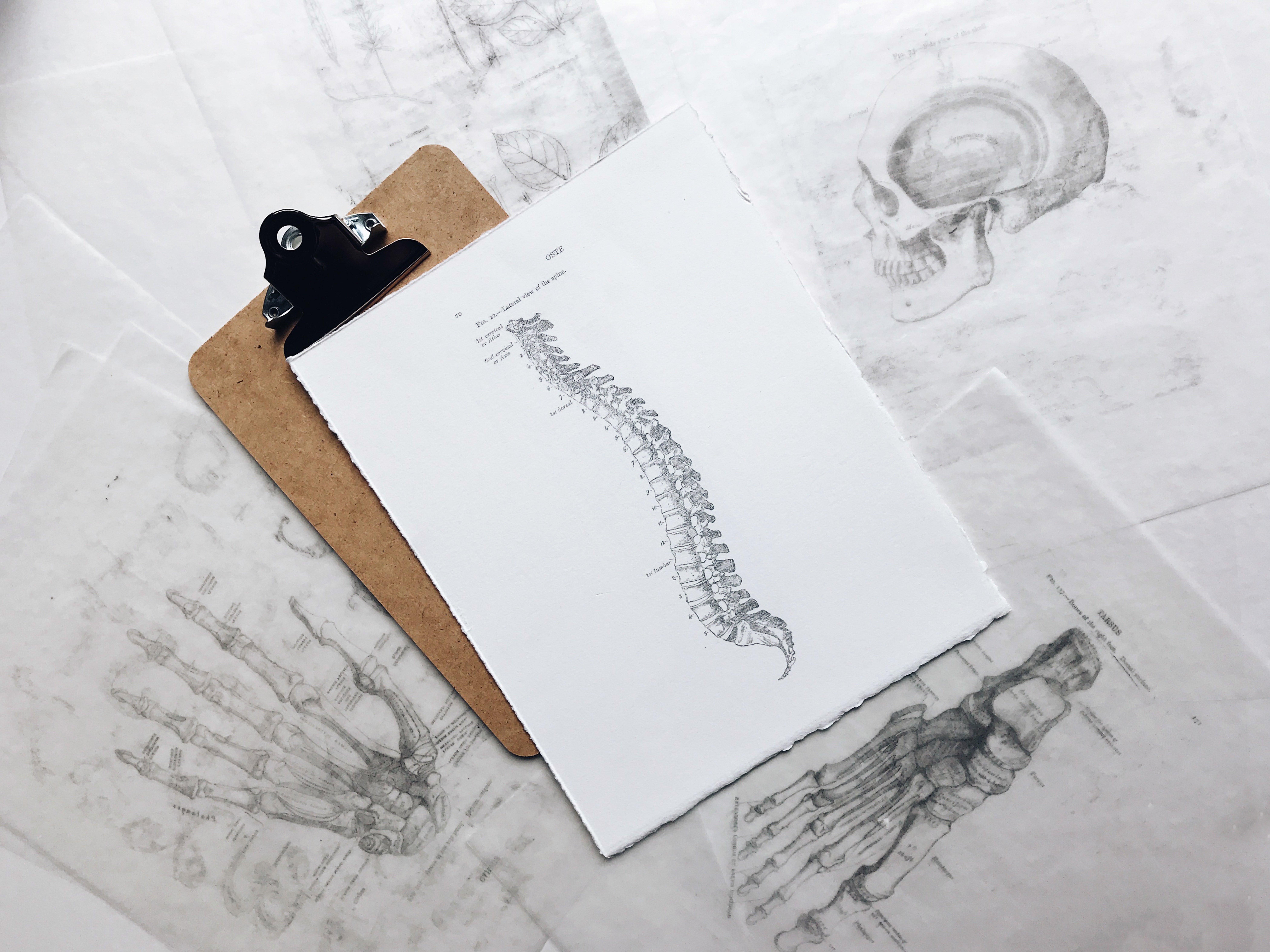 illustration-of-a-spine-on-a-clipboard
