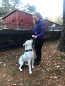 Isla Wilson training a pitbull at Midcoast Humane