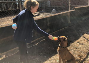 Isla Wilson training a dog at Midcoast Humane