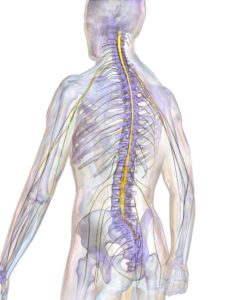 Graphic showing the spinal cord